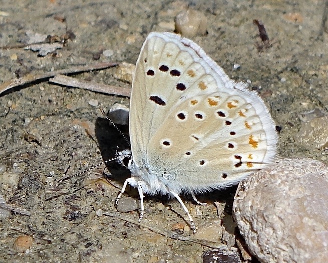 Mother-of-pearl blue